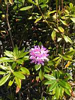 Rhododendron Ponticum subsp Ponticum, Asie mineure (3) (Photo F. Mrugala)